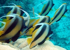 Heniochus intermedius