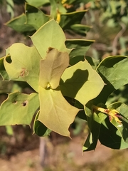Hakea prostrata