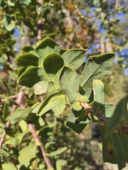Hakea prostrata