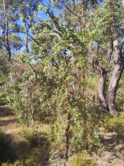 Hakea prostrata