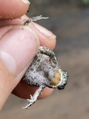 Poyntonophrynus beiranus