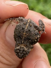 Poyntonophrynus beiranus