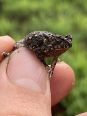 Poyntonophrynus beiranus