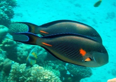 Acanthurus sohal