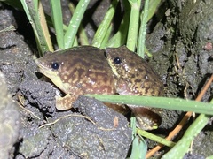 Hemisus marmoratus