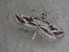 Parapoynx fluctuosalis