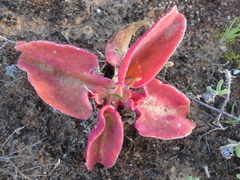 Mesembryanthemoideae