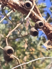 Eucalyptus marginata