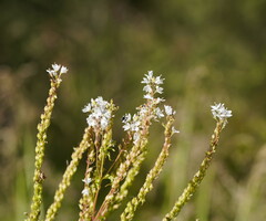 Veronica derwentiana