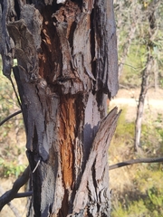 Eucalyptus marginata