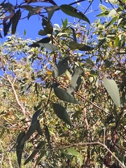 Eucalyptus marginata