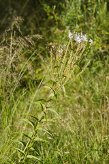 Veronica derwentiana