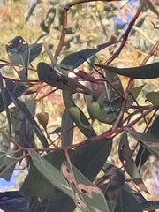 Eucalyptus marginata