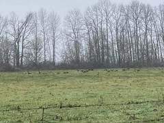 Branta canadensis occidentalis