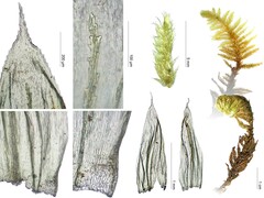 Homalothecium megaptilum