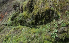 Homalothecium megaptilum