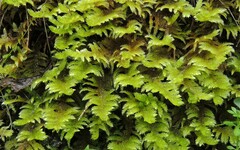 Homalothecium megaptilum