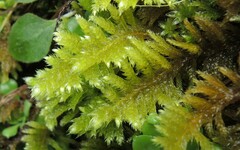 Homalothecium megaptilum