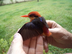 Ceyx erithaca erithaca