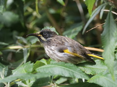 Phylidonyris novaehollandiae