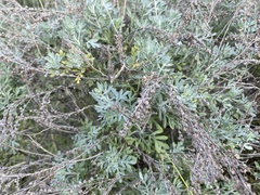 Artemisia thuscula