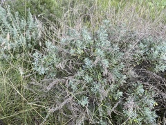Artemisia thuscula