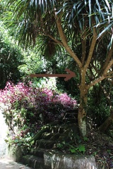 Dracaena cochinchinensis