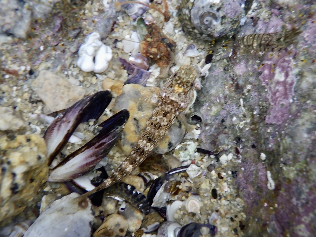 Forktongue Goby (Chaenogobius annularis)
