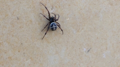 Steatoda paykulliana
