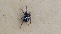 Steatoda paykulliana