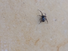Steatoda paykulliana