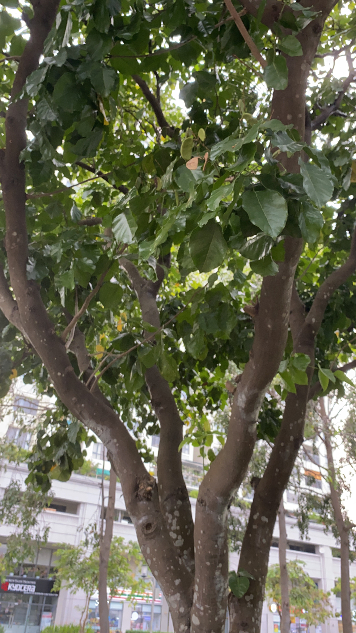 Pongamia pinnata (Pongamia pinnata)