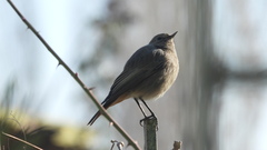 Phoenicurus ochruros