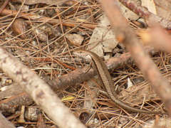 Lampropholis guichenoti