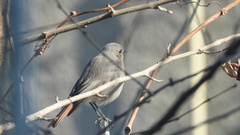 Phoenicurus ochruros