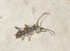 Pempsamacra dispersa