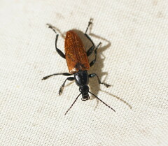 Lepturidea deplanchei