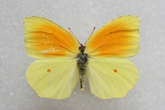 Gonepteryx cleopatra insularis