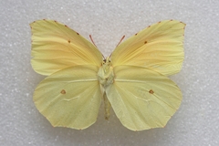 Gonepteryx cleopatra insularis