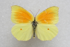 Gonepteryx cleopatra insularis