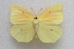 Gonepteryx cleopatra insularis