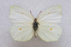 Gonepteryx cleopatra insularis