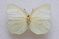 Gonepteryx cleopatra insularis