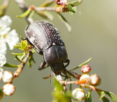 Lepispilus rotundicollis