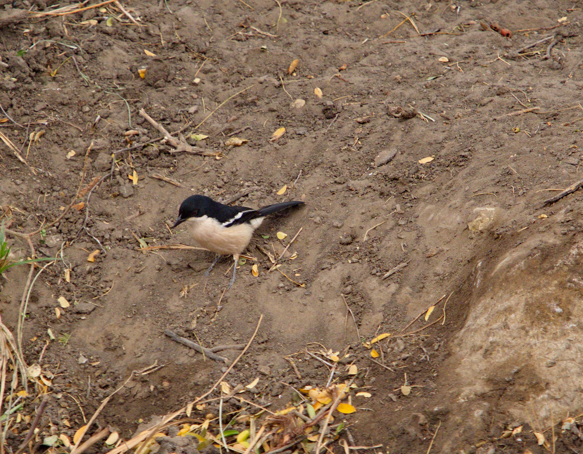 Tropical Boubou (Laniarius major)