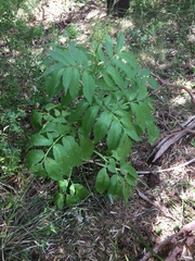 Sambucus gaudichaudiana