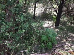 Sambucus gaudichaudiana