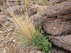 Arrhenatherum calderae