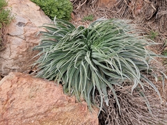 Echium wildpretii image