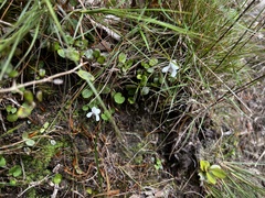 Viola filicaulis